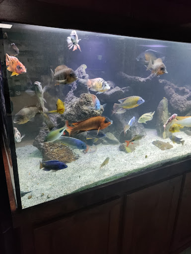 Tropical Fish Store «somethingFISHY», reviews and photos, 1977 Alafaya Trail #1091, Oviedo, FL 32765, USA