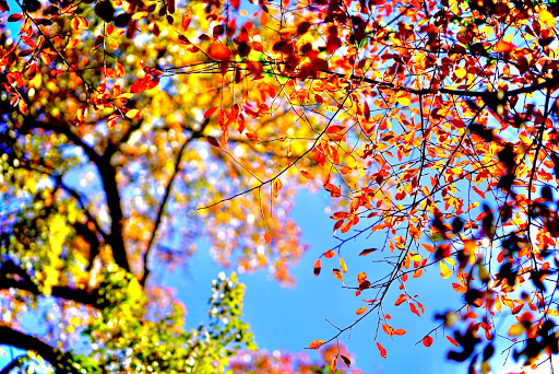 State Park «Valley Stream State Park», reviews and photos, Valley Stream State Park Rd, Valley Stream, NY 11580, USA