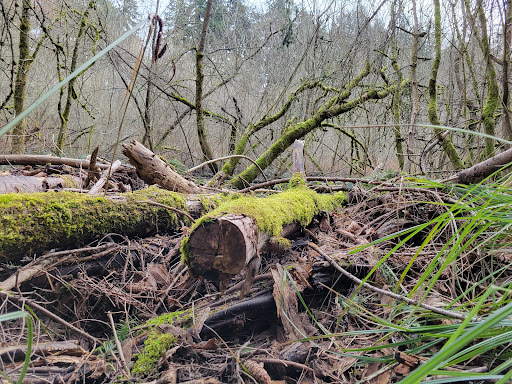 Nature Preserve «Tacoma Nature Center», reviews and photos, 1919 S Tyler St, Tacoma, WA 98405, USA