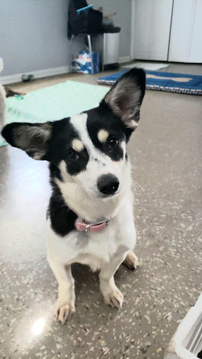 Pet Supply Store «PetSmart», reviews and photos, 2061 Skibo Rd, Fayetteville, NC 28314, USA