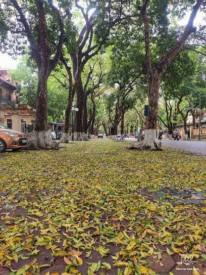 Hình Ảnh Hàng cây Xà Cừ cổ thụ phố Phan Đình Phùng