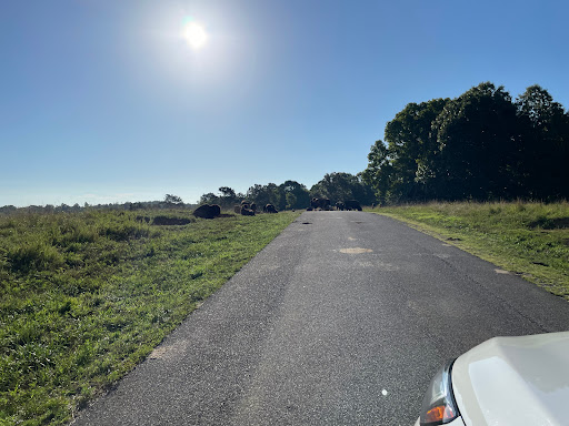 Nature Preserve «Elk and Bison Prairie», reviews and photos, Elk & Bison Prairie Rd, Golden Pond, KY 42211, USA