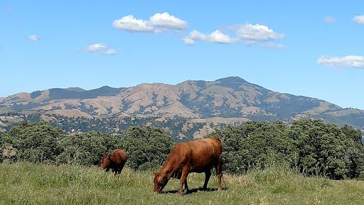 Park «Las Trampas Regional Wilderness», reviews and photos, 18012 Bollinger Canyon Rd, San Ramon, CA 94583, USA