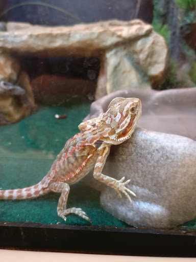 Pet Supply Store «PetSmart», reviews and photos, 1705 Mall of Georgia Blvd, Buford, GA 30519, USA