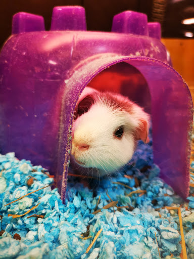 Pet Supply Store «PetSmart», reviews and photos, 3780 Riverchase Village #300, Hoover, AL 35244, USA