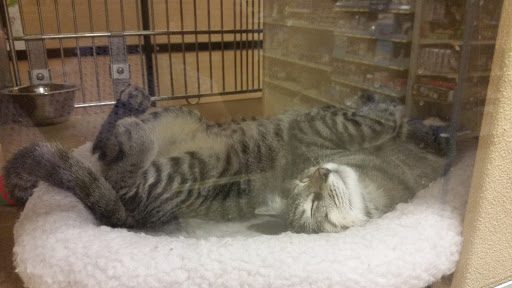 Pet Supply Store «PetSmart», reviews and photos, 1621 E Monte Vista Ave b, Vacaville, CA 95688, USA