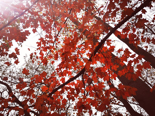 Vista Point «Ledges Overlook», reviews and photos, 405 Truxell Rd, Peninsula, OH 44264, USA