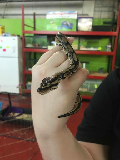 Pet Store «World Wide Pets», reviews and photos, 1307 Fayetteville Rd, Van Buren, AR 72956, USA