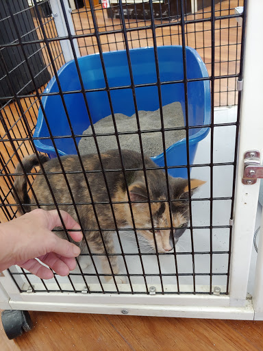 Pet Supply Store «Pet Supermarket», reviews and photos, 4445 E Bay Dr, Clearwater, FL 33764, USA