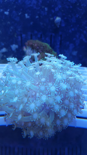 Pet Store «Zoo Pet Center», reviews and photos, 828 Washington St, Peekskill, NY 10566, USA