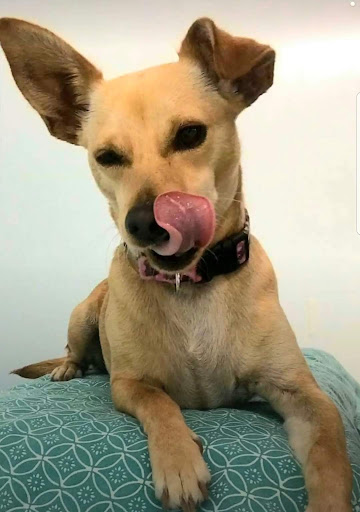 Pet Supply Store «Care-A-Lot Pet Supply», reviews and photos, 1924 Diamond Springs Rd, Virginia Beach, VA 23455, USA