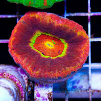 Cherry Corals - Photo 6 - Car repair in Livonia, MI, Dearborn