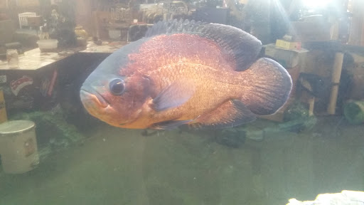 Used Furniture Store «Hotrods Used Furniture», reviews and photos, 6340 White Horse Rd, Greenville, SC 29605, USA