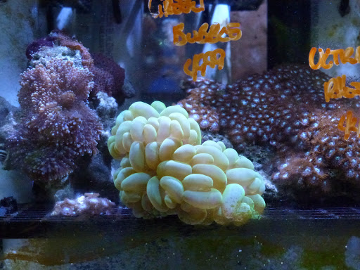 Aquarium Shop «Archer Fish Aquariums», reviews and photos, 514 79th St, Brooklyn, NY 11209, USA