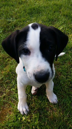 Pet Supply Store «PetSmart», reviews and photos, 10309 156th St E, Puyallup, WA 98373, USA