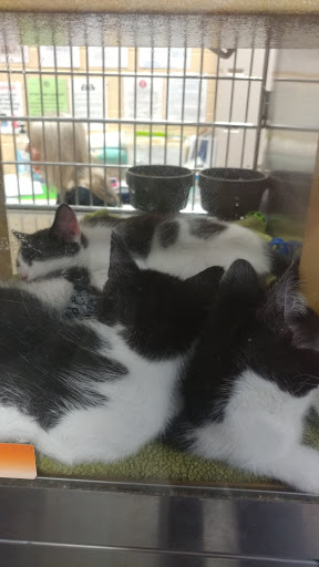 Pet Supply Store «PetSmart», reviews and photos, 2920 Little Rd, Trinity, FL 34655, USA