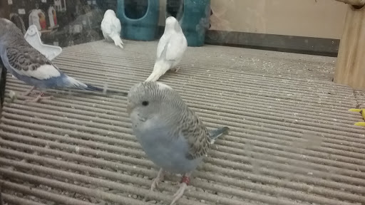 Pet Supply Store «Petco Animal Supplies», reviews and photos, 129 Mall Way, Marysville, WA 98270, USA