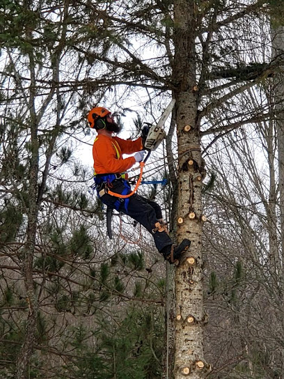 Plunketts Tree Removal Bancroft