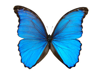 Huidverzorgingspraktijk Papillon