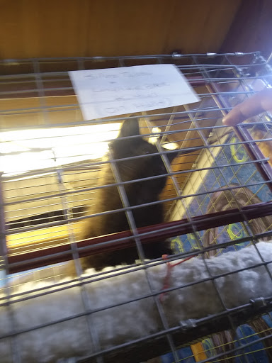 Pet Store «Critter Pet Shop», reviews and photos, 19309 Ecorse Rd, Allen Park, MI 48101, USA