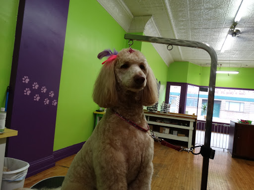 Clean & Classy Pet Spa