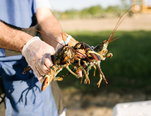 Caterer «Little Neck Clambake Co.», reviews and photos, 6 Collins St, Seabrook, NH 03874, USA