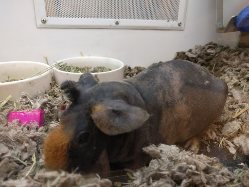 Pet Supply Store «Petco Animal Supplies», reviews and photos, 2095 N Harris Blvd, Layton, UT 84041, USA