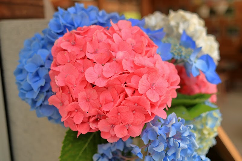 西新宿おじいちゃんとおばあちゃんの花しょうぶ園 兵庫県佐用町西新宿 観光名所 グルコミ