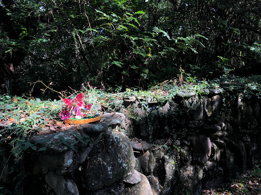 Nature Preserve «Pine Island Ridge Natural Area», reviews and photos, 3900 SW 100th Ave, Davie, FL 33328, USA