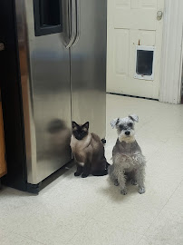 Simmonds Veterinary Hospital LLC - Photo 7 - Car repair in Allentown, PA, Allentown