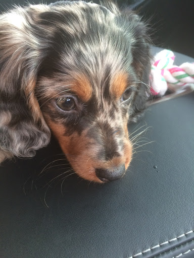 Home Improvement Store «The Home Depot», reviews and photos, 111 Jericho Turnpike, Syosset, NY 11791, USA