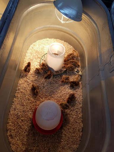 Department Store «Rural King», reviews and photos, 1141 Fort Campbell Blvd, Clarksville, TN 37042, USA