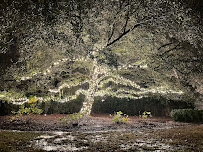 Charleston Holiday Lights - Photo 6 - Car repair in , Charleston