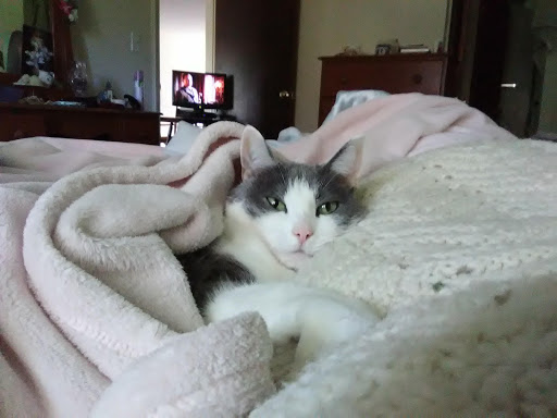 Pet Supply Store «Petco Animal Supplies», reviews and photos, 9 W Avon Rd, Avon, CT 06001, USA