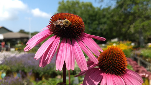 Landscaper «Garden Greenhouse & Nursery», reviews and photos, 1919 U.S. 9, Cape May Court House, NJ 08210, USA