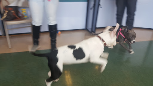 Pet Supply Store «Petco Animal Supplies», reviews and photos, 160 S Mannheim Rd #100, Hillside, IL 60162, USA