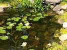 Wilson Botanical Gardens