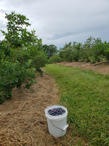 Burton's Farm Blueberries