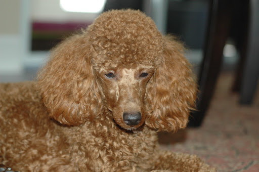 Pet Supply Store «Perks 4 Pets», reviews and photos, 7228 Manatee Ave W, Bradenton, FL 34209, USA