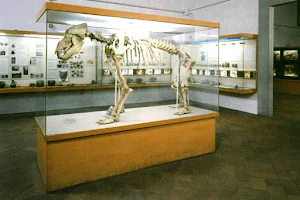 Florentine Museum and Institute of Prehistory image