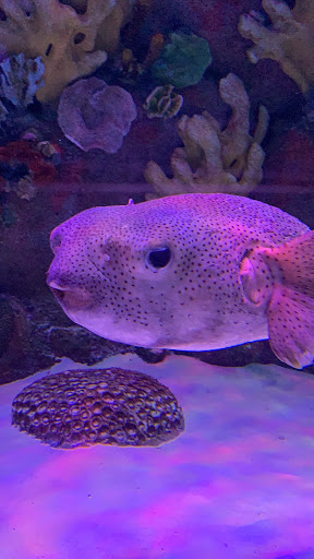 Aquarium «Via Aquarium», reviews and photos, 93 W Campbell Rd, Schenectady, NY 12306, USA