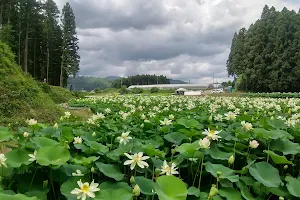 上渋井ハス園 image