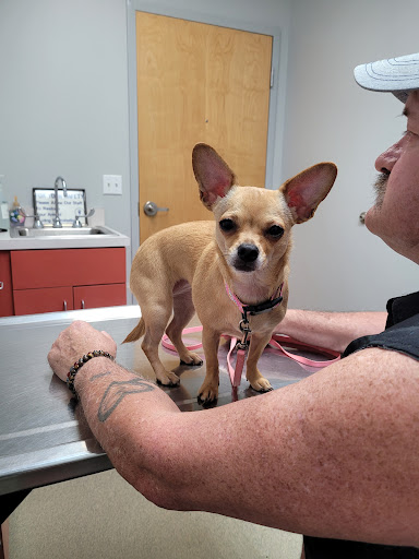 Goan Ellie DVM image