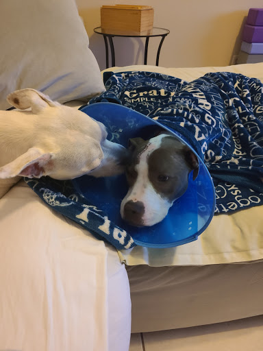 Pet Supply Store «PetSmart», reviews and photos, 11331 Causeway Blvd, Brandon, FL 33511, USA