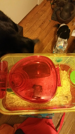 Pet Supply Store «PetSmart», reviews and photos, 700 Gallery Blvd b, Scarborough, ME 04074, USA