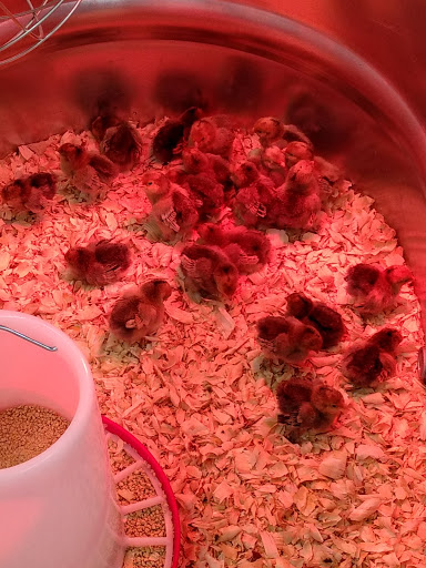 Home Improvement Store «Tractor Supply Co.», reviews and photos, 235 New Lancaster Rd, Leominster, MA 01453, USA