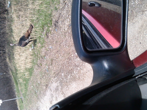 Nature Preserve «Lockport Prairie Nature Preserve», reviews and photos, Broadway St, Lockport, IL 60441, USA