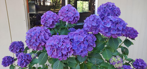 Park «Lynden City Park», reviews and photos