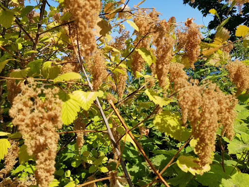 Park «Chism Beach Park», reviews and photos, 9600 SE 11th St, Bellevue, WA 98004, USA