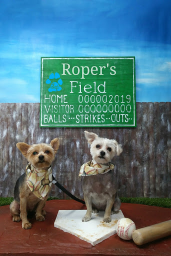 Scruffy 2 Fluffy Dog Grooming